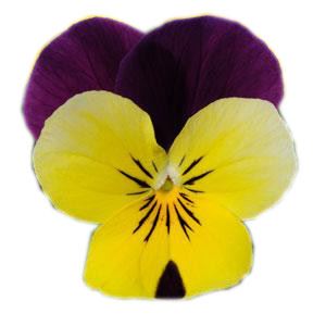 Afbeelding van Viola P9 kleinbloemig Yellow purple wing